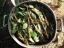 Ayahuasca